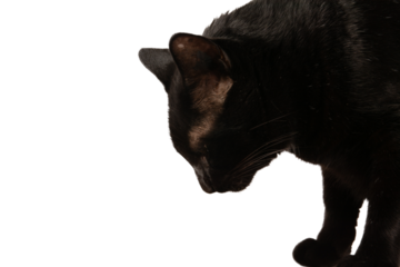 Black Cat Eating Food from Bowl, PNG Transparent no background