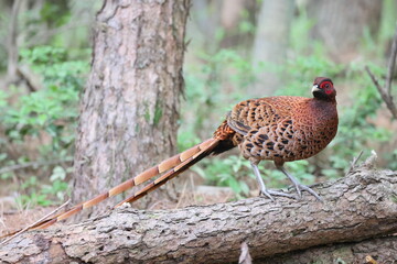 Copper Pheasant (Syrmaticus soemmerringii) ssp.soemmerringii, north Kyushu subspecies, in Japan