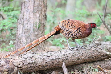 Copper Pheasant (Syrmaticus soemmerringii) ssp.soemmerringii, north Kyushu subspecies, in Japan