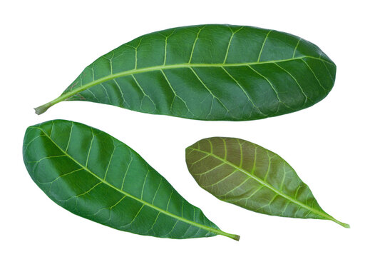 Anacardium occidentale leaves isolated on transparent background..