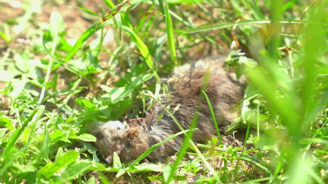 Dead field mouse, rat, lies in the grass on the ground decomposes into biowaste. Poisoned dead rodent pest, lies on farm in bushes, close-up. roof rat. Rattus skin, flies and insects eat the flesh