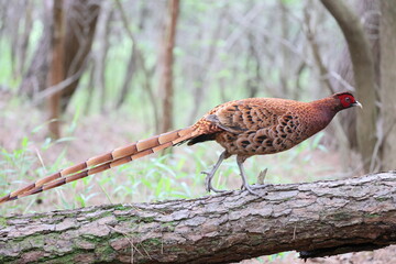 Copper Pheasant (Syrmaticus soemmerringii) ssp.soemmerringii, north Kyushu subspecies, in Japan