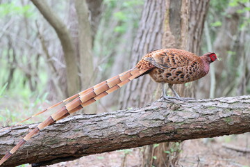 Copper Pheasant (Syrmaticus soemmerringii) ssp.soemmerringii, north Kyushu subspecies, in Japan
