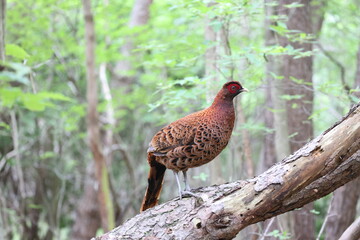 Copper Pheasant (Syrmaticus soemmerringii) ssp.soemmerringii, north Kyushu subspecies, in Japan