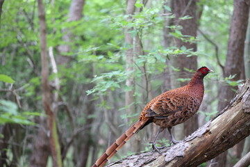 Copper Pheasant (Syrmaticus soemmerringii) ssp.soemmerringii, north Kyushu subspecies, in Japan