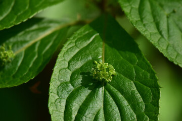 ハナイカダの花