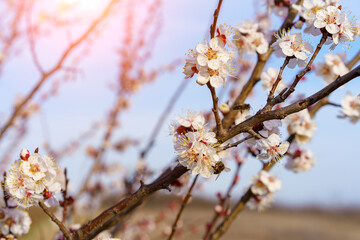A bee on a fruit tree flower pollinates in early spring, toned. Spring background with copy space