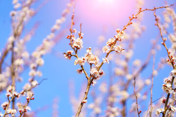 Flowers and flowering trees in early spring, toned. Spring background with copy space