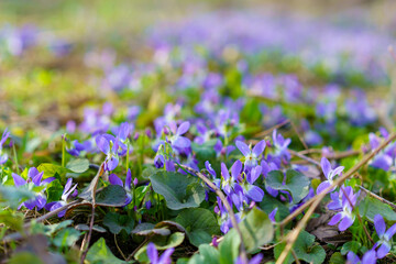 Wild wildflowers in a meadow in early spring. Background with selective focus and copy space