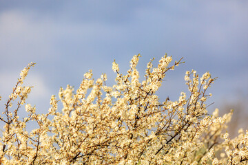Crown of a flowering fruit tree or top of a tree in early spring flowers with selective focus. Spring background