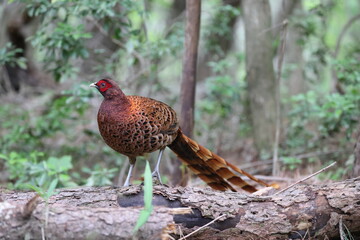 Copper Pheasant (Syrmaticus soemmerringii) ssp.soemmerringii, north Kyushu subspecies, in Japan