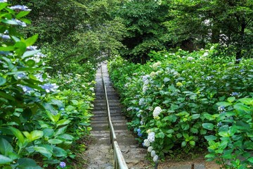 山の斜面一面に咲く満開の紫陽花の情景