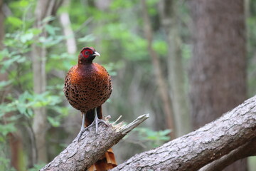 Copper Pheasant (Syrmaticus soemmerringii) ssp.soemmerringii, north Kyushu subspecies, in Japan