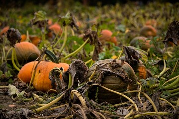 Pumpkins in dying grass.