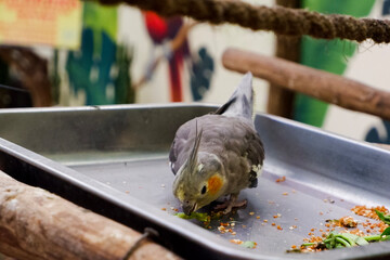 Selective focus of cockatiel birds eating grains in their cages in the afternoon. Great for educating children about wild animals.