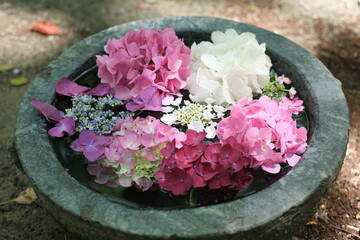 pink hydrangea flowers