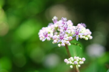 Fototapeta na wymiar close up of flowers