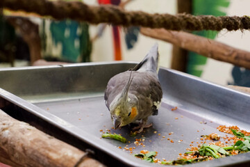 Selective focus of cockatiel birds eating grains in their cages in the afternoon. Great for educating children about wild animals.