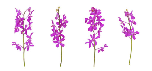 Set of cut out purple mokara orchids stem isolated on white background during summer season