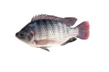 Tilapia fish isolated on transparent background..