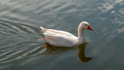 American Pekin duck swimming in clear water. White waterfowl wild bird close up with reflection on calm lake surface
