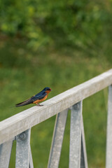 Black and orange Bullocks oriole bird perched on wooden hand rail outdoors. Small blackbird with blurred green background