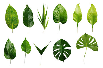 Natural of Tropical green leaves of leaf isolated on transparent png background, varies different of plant botanical, with Generative Ai.