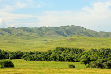 Obraz premium A narrow strip of forest in the endless steppe at the foot of a ridge of high mountains on a sunny summer day.