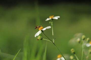 butterfly on a flower