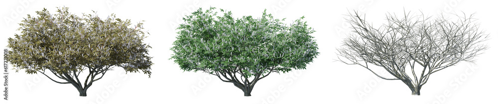 Poster set of aesculus californica tree with isolated on transparent background. png file, 3d rendering ill