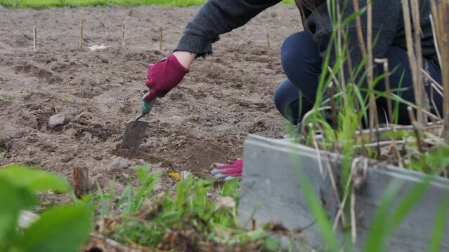 A close up view of someone working in a garden with gloves on
