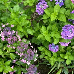 Blooming two kind of hydrangea flowers in a garden.