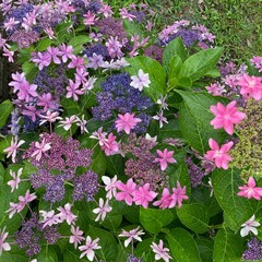 Blooming pink, purple hydrangea flowers in a garden.