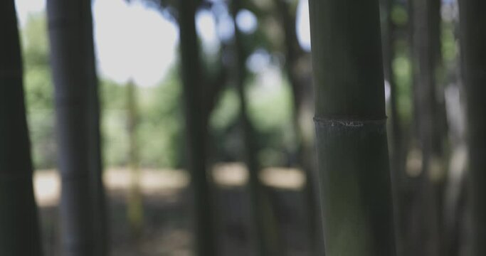 A green bamboo forest in spring sunny day close up