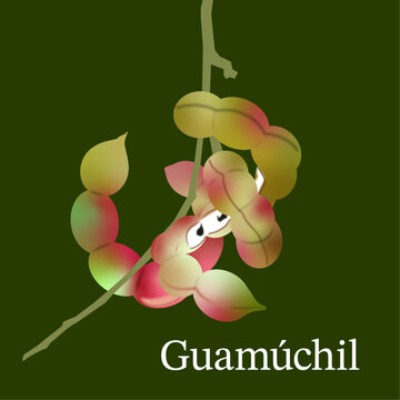 Guamúchil vaina silvestre-Pithecellobium dulce