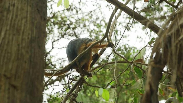 Wild West African red Colobus monkey sitting in the tree while peeing down the branches in Gambian forest.
