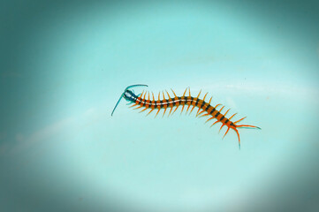 Small centipede that are highly poisonous when attacked
