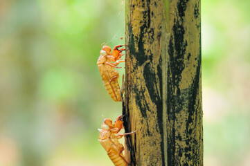 Molting of cicadas in nature