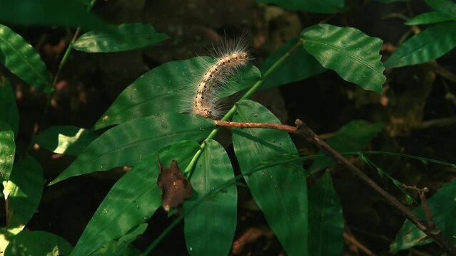 Fall webworm moth caterpillar (Hyphantria cunea) sitting on a leaf moving in the breeze