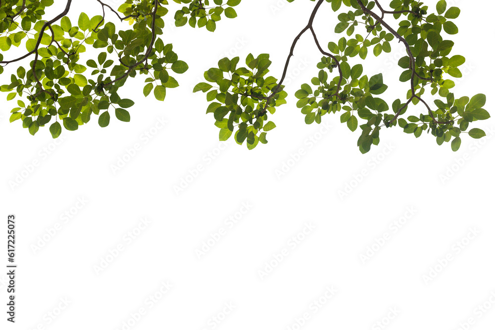 Wall mural isolated image of branch with leaves of big tree on png file at transparent background.