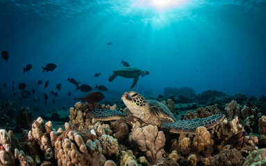 Turtle shell on coral reef