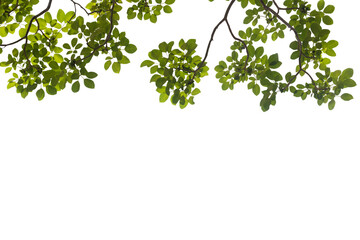 Isolated image of branch with leaves of big tree on png file at transparent background.