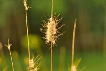 close up the weed flowers start to dry. beautiful colors in the meadow