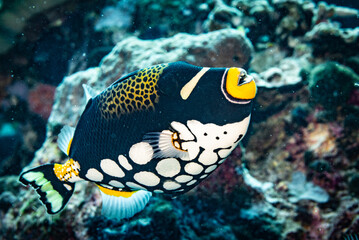 Trigger fish on coral reef