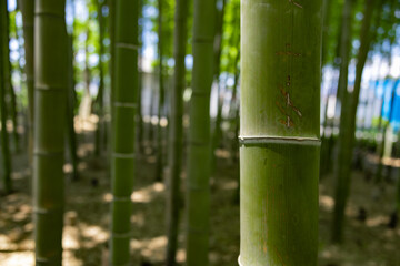 A green bamboo forest in spring sunny day close up