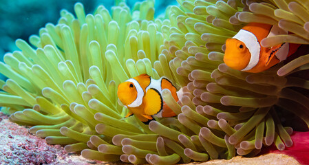 Naklejka na ściany i meble Clownfish and anemone on the reef