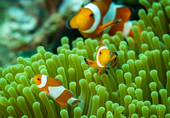 Clownfish and anemone on the reef