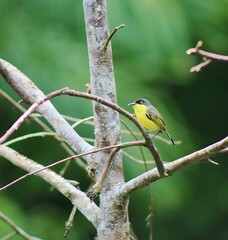 yellow headed woodpecker