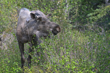 A bull moose with developing antlers browses in the underbrush in Denali National Park and Preserve, Alaska.
