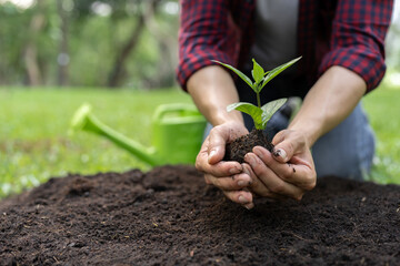 Young man's hands, volunteers preparing plants to be planted in the soil and watered to help...